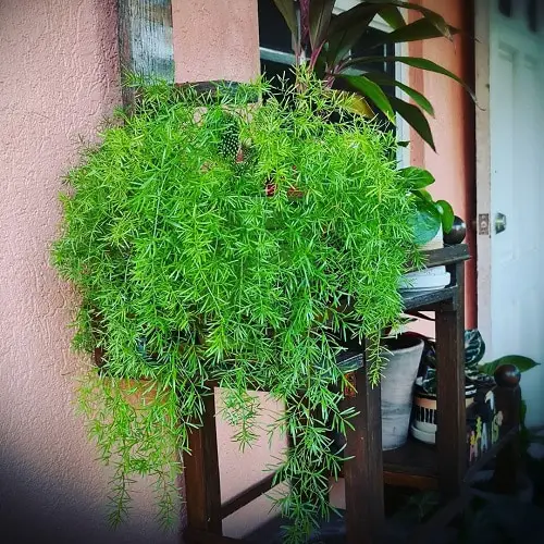 Asparagus- Plants that Grow Without Sunlight