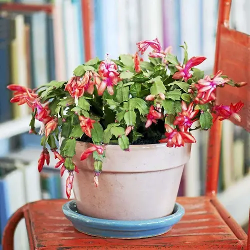 Taking Care of Your Christmas Cactus