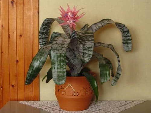 Best Foliage Plants for Containers 11