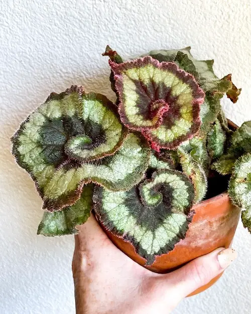 Types of Rex Begonia 11