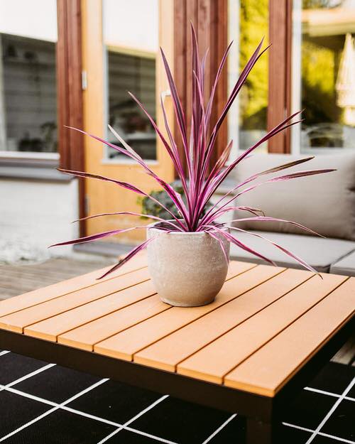 Best Spiller Filler Thriller Plants