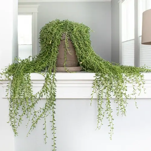 Pictures of Cascading Plants in Home 4