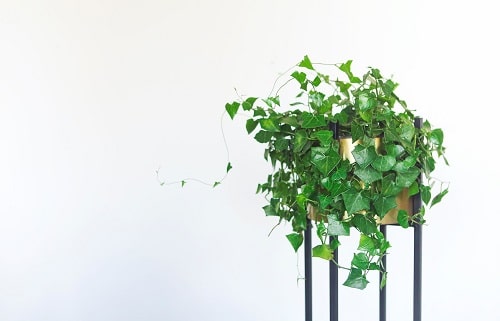 Houseplant Planting Guide 12