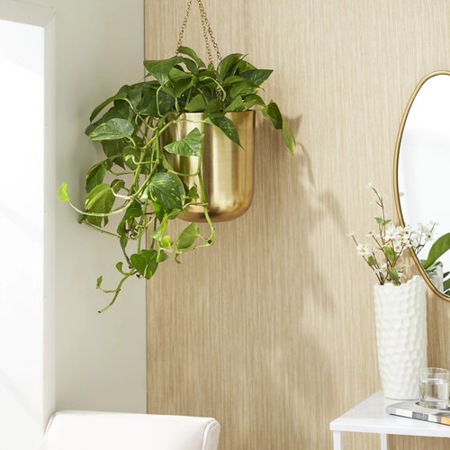 Pictures of Indoor Plants in Metallic Planters 8
