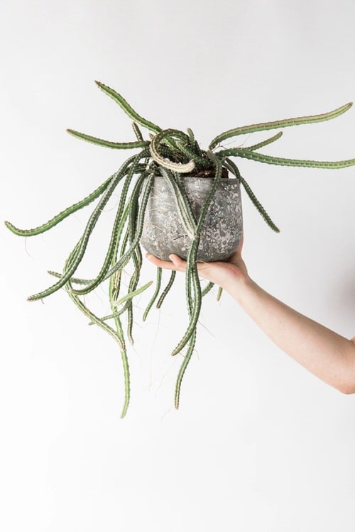 Different Types of Cactus Plants 13