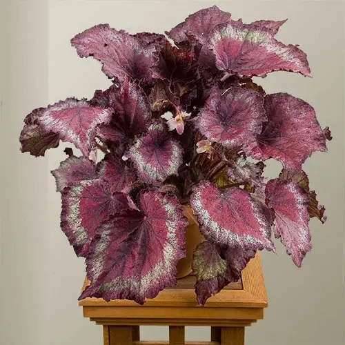 Types of Rex Begonia 12