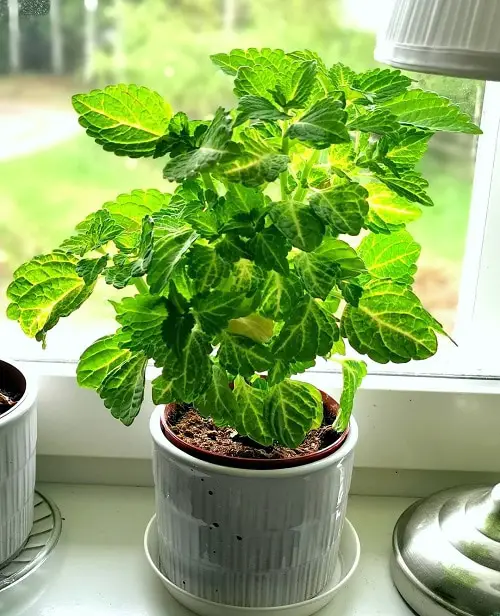 Indoor Coleus Pictures 25