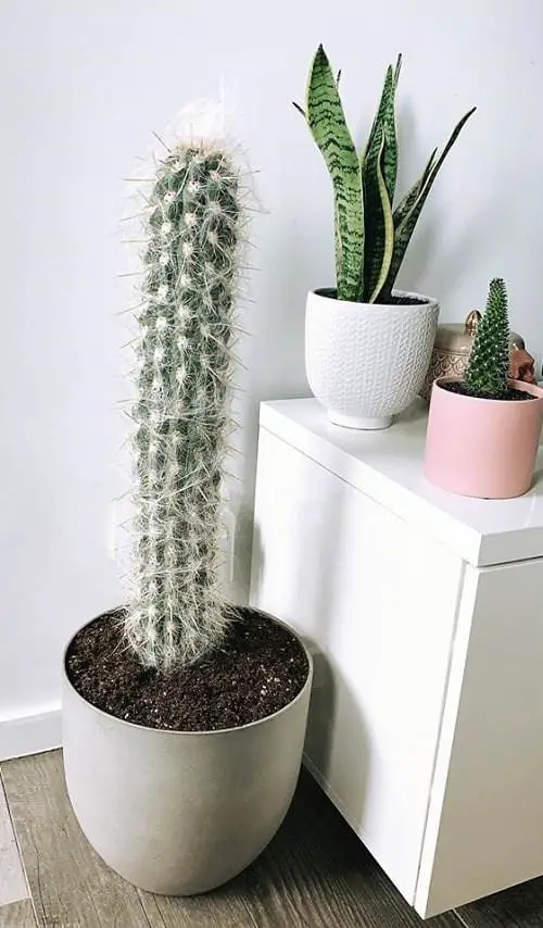 Different Types of Cactus Plants 14