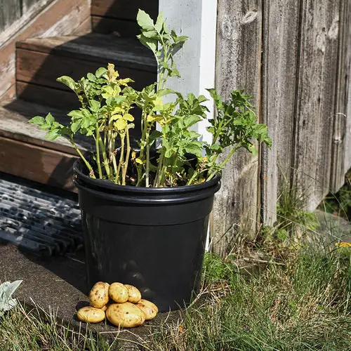 Best Container Vegetables 13