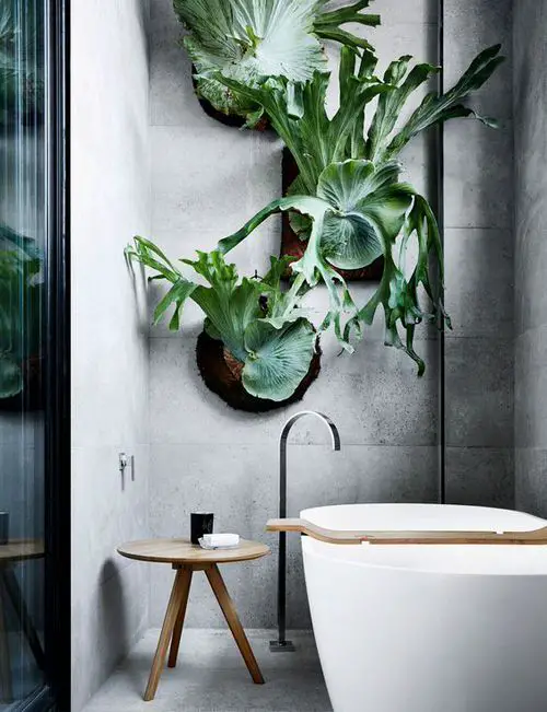 Wall-Mounted Staghorn Fern Trio
