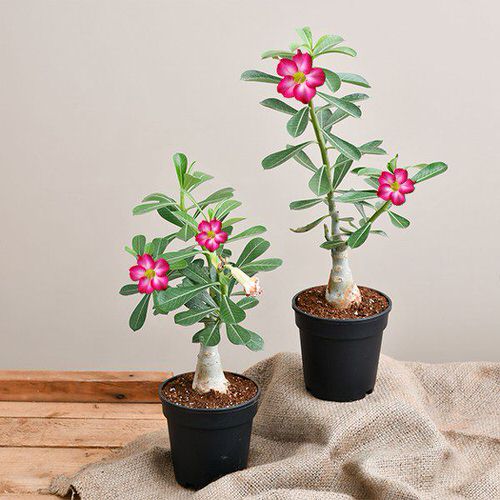 Indoor Bonsai Pictures 2