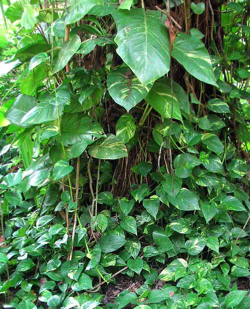How Your Favorite Houseplants Look Like in the Wild 2