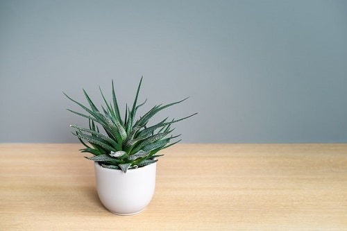 Succulents that Bear Pups 2