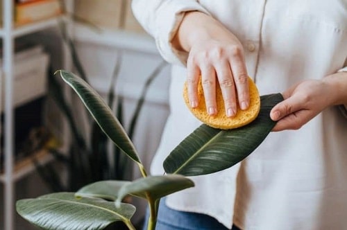 Things that'll Solve All Your Houseplant Problems 2
