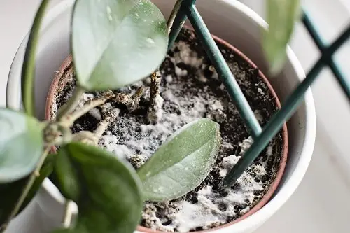Vinegar Hacks for Indoor Plants 3