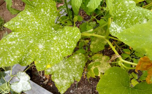 Best Homemade DIY Fungicide Recipes for Tea Tree Oil Fungicide