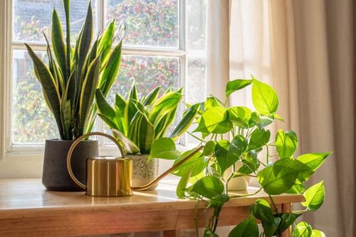 How to Make Snake Plant Grow Faster 2