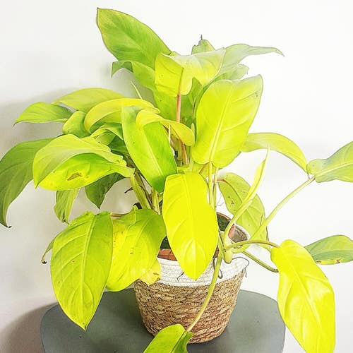 Neon Houseplants 2