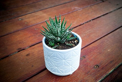 Houseplants You Can Borrow From Friends and Grow Free 2