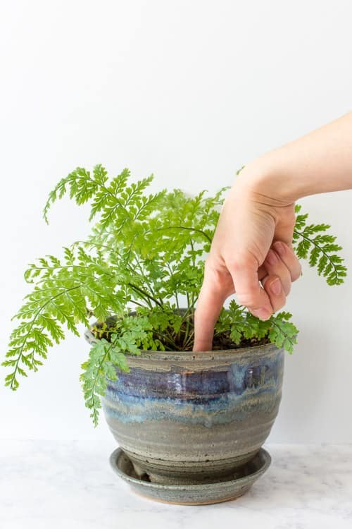 Most Important Habits Every Indoor Plant Owner Should Adopt 2