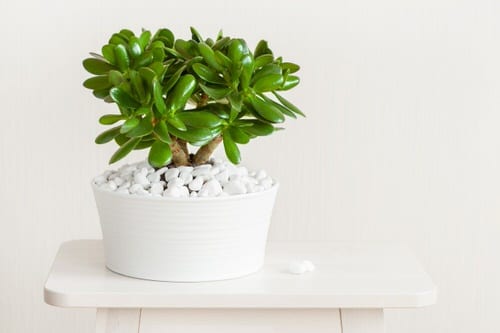Best Crassula Ovatas 2