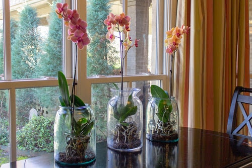 Pet Safe Houseplants You Can Grow in Water 2