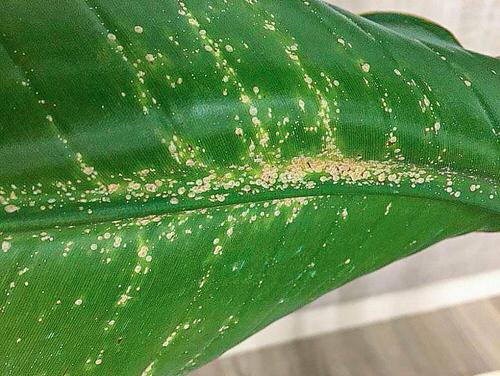 Common Houseplant Bugs and How to get Rid of Them 2