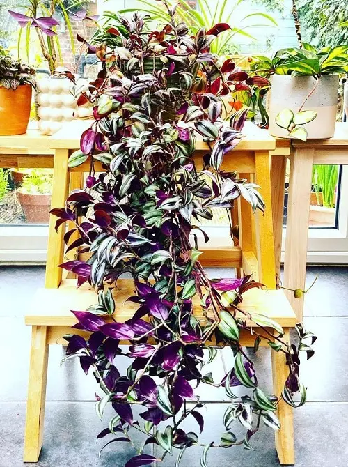 Houseplant Planting Guide 2