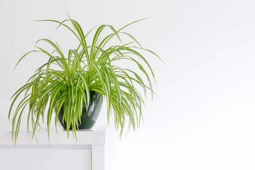 Most Popular African Houseplants 2