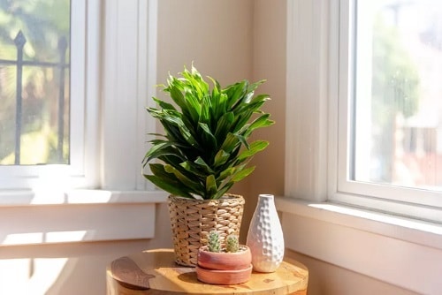 Most Popular Dracaena Varieties for Indoor Growing 2