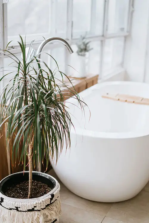 best Pictures of Bathroom with Plants for Inspiration