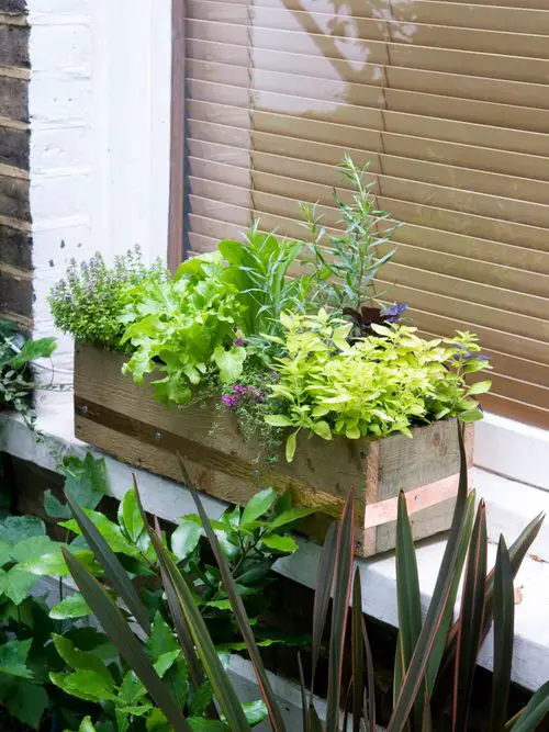 Best Container Vegetables 16
