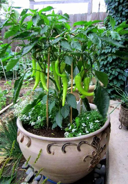 Best Container Vegetables 15