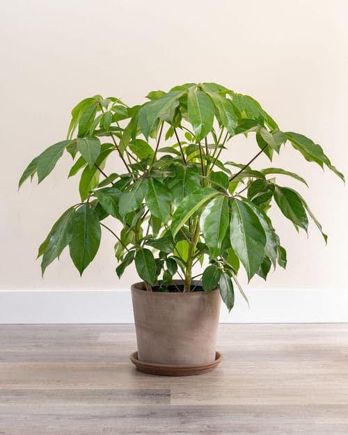 best Easiest Indoor Plants to Take Care Of