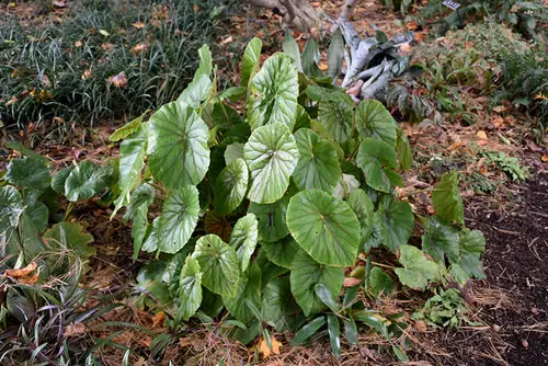 How Your Favorite Houseplants Look Like in the Wild 3