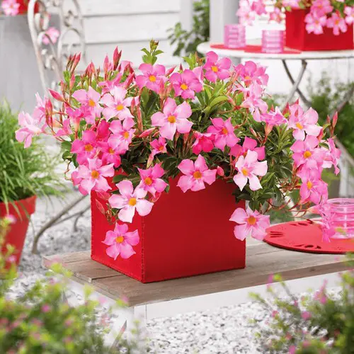Pictures of Cascading Plants in Home 2