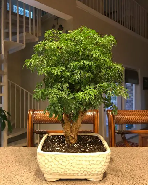 Indoor Bonsai Pictures 3