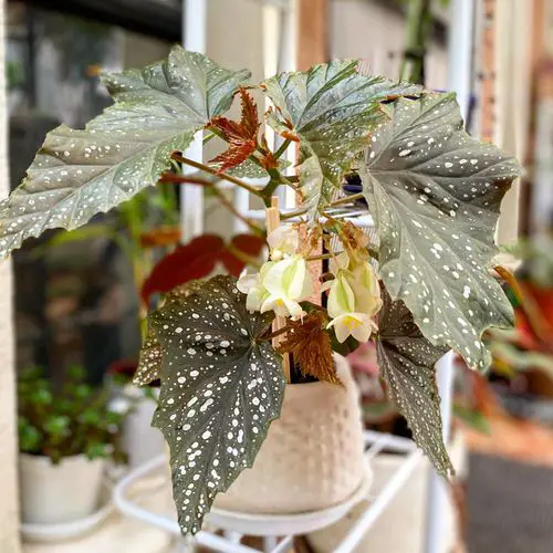 Types of Rex Begonia 3