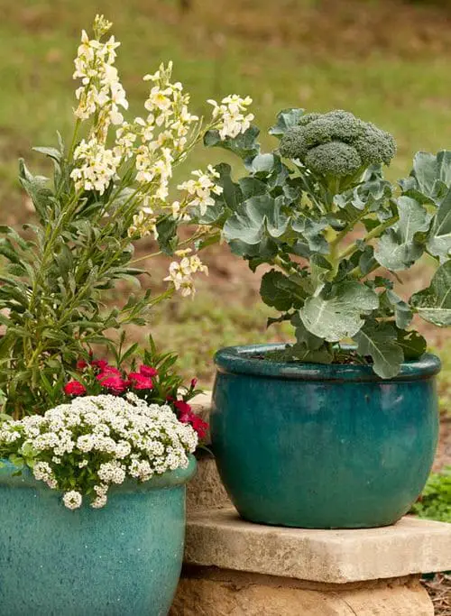 Best Container Vegetables 3