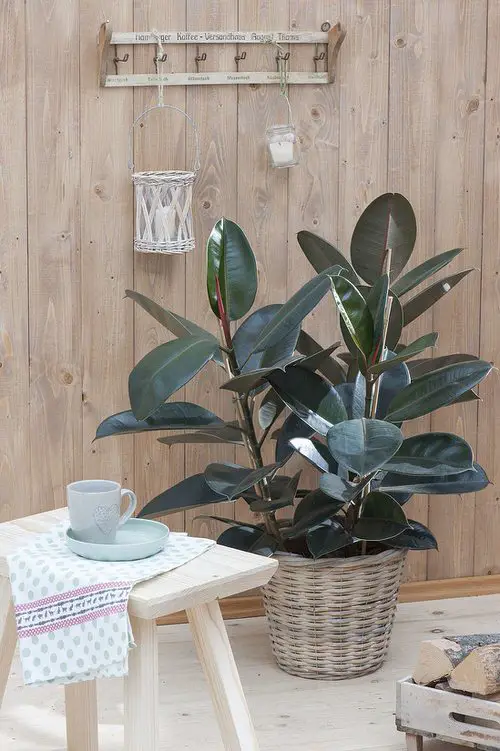 Types of Rubber Plant-Decora