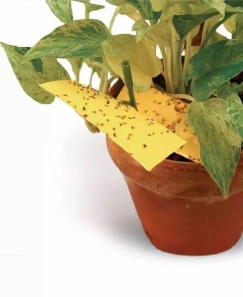 Common Houseplant Bugs and How to get Rid of Them 3