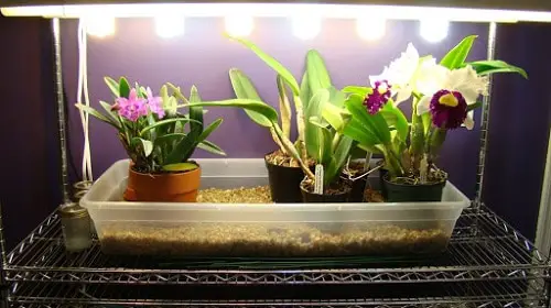 Things that'll Solve All Your Houseplant Problems 3