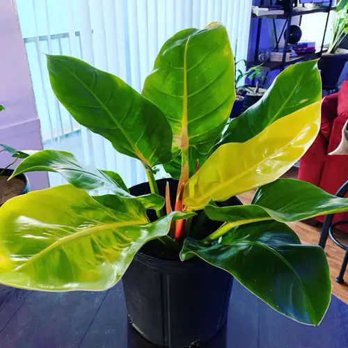 Neon Houseplants 3