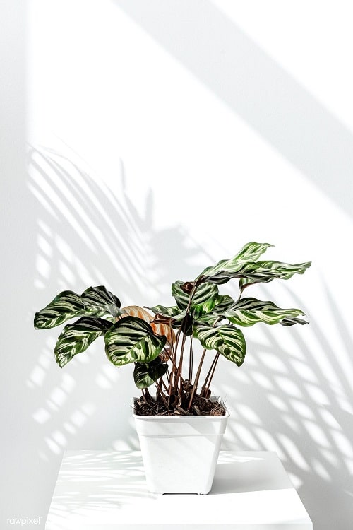 Houseplant Planting Guide 3