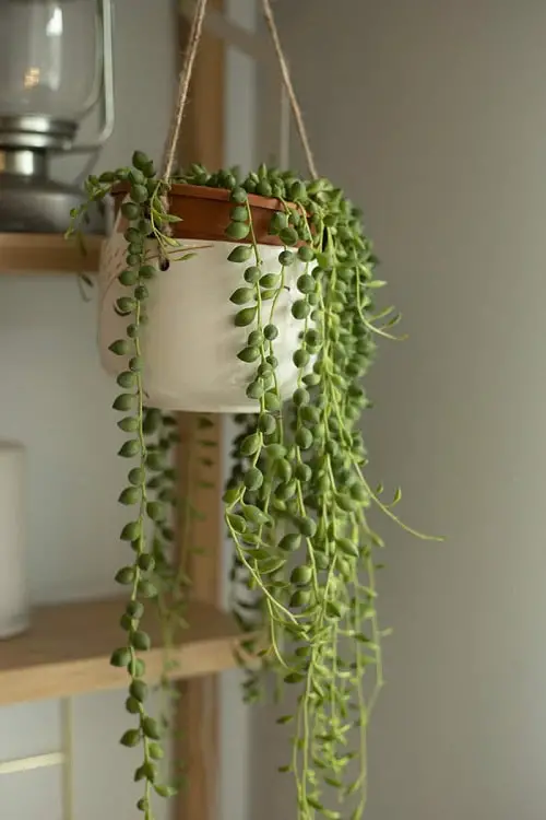 Hanging Basket Plants You can Grow from Cuttings 3