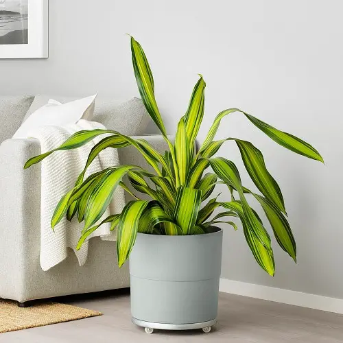 Most Popular Dracaena Varieties for Indoor Growing 3