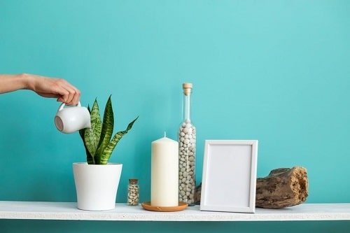 How to Make Snake Plant Grow Faster 3