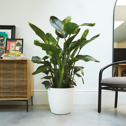 Most Popular African Houseplants 3
