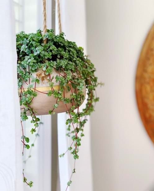 Pictures of the Best Small Houseplants 64