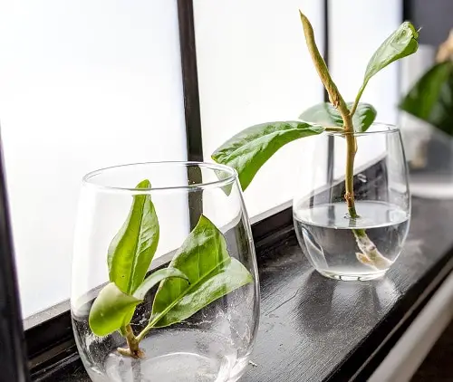 How to Root Indoor Plant Cuttings Easily and Quickly 2